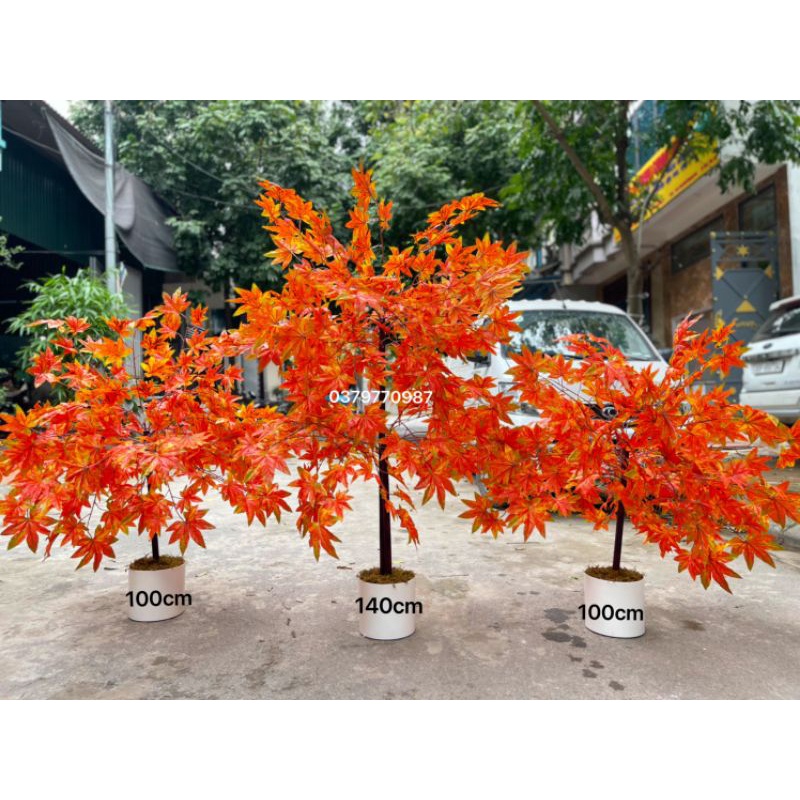Chậu cây lá phong đỏ ( hàng sẵn)