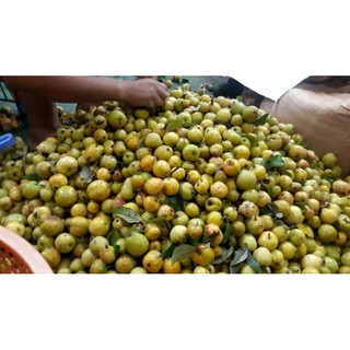 sỉ toàn quốc 5kg táo mèo tươi