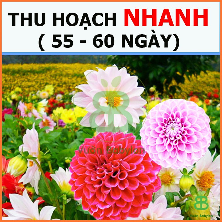 Hạt Giống Hoa Thược Dược Tổ Ong Mix Dễ Trồng