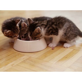 Pate mèo con Whiskas junior 80g