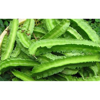 Hạt Giống Đậu Rồng