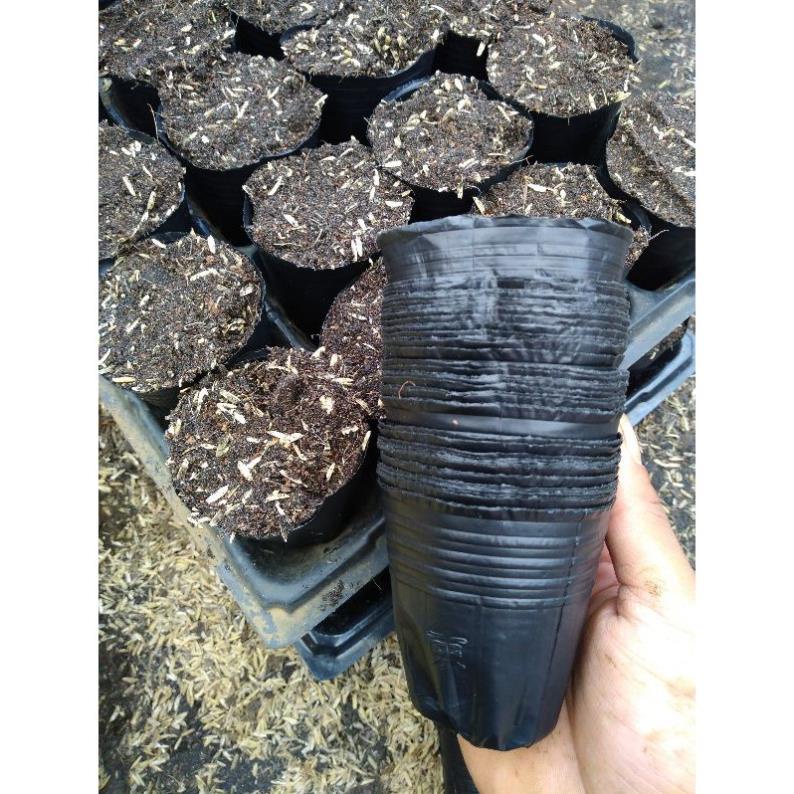 Combo 10 Chậu (Bầu) Ươm Cây Giống (16 x14 Cm) (18-16'')