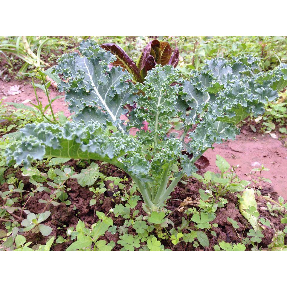Hạt giống cải xoan xanh Kale 2gr