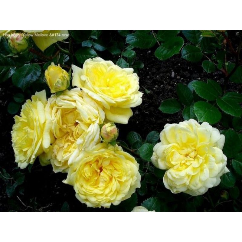 Hồng ngoại jerri jening