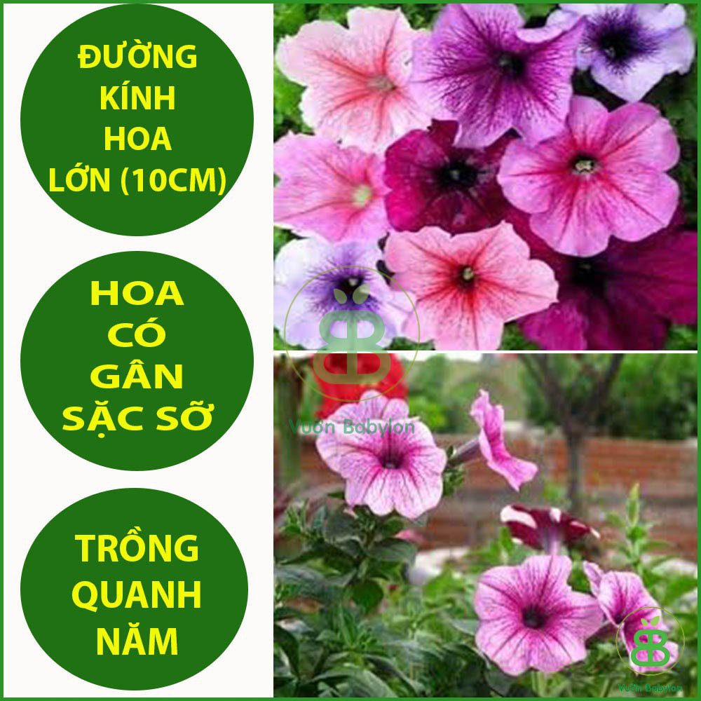 Hạt Giống Hoa Dạ Yên Thảo GÂN 15 HẠT (Tỉ lệ Nảy Mầm Cao)