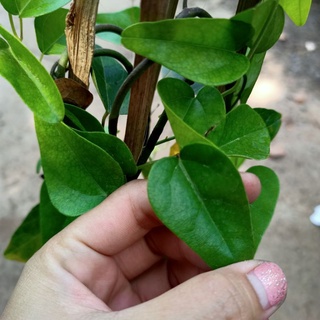 Chậu cây sương sâm trơn cây trưởng thành - ship toàn quốc