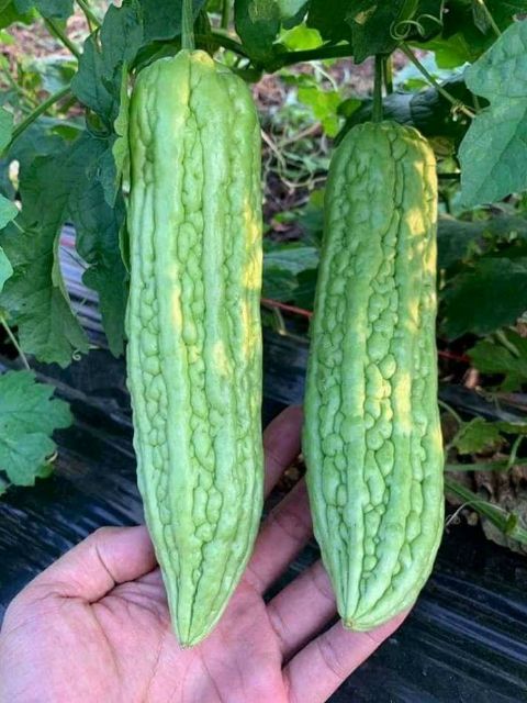 Hạt Giống Mướp Đắng F1 VA.254