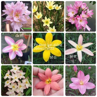 Set 10 củ huệ mưa ngoại gửi củ mẹ như hình - bảo hành nở hoa đúng màu