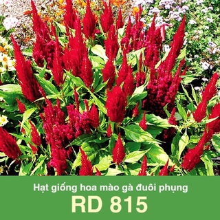 Hạt giống Mào Gà Đuôi Phụng Đỏ 815