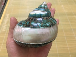Vỏ ốc xà cừ xanh