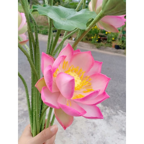 5C NHỤY SEN SZE S,đk 2-2.5cm