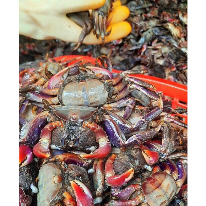 Ba khía trộn sẵn hũ 400 gram | BigBuy360 - bigbuy360.vn