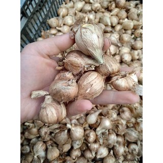 củ LAN NAM PHI THƠM CÁNH KÉP-CỦ GIỐNG
