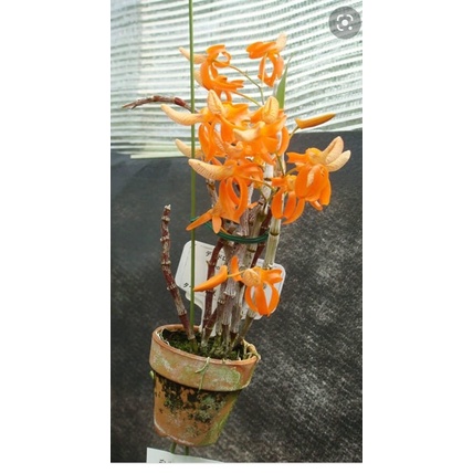 Hoa lan đơn cam cho Tết