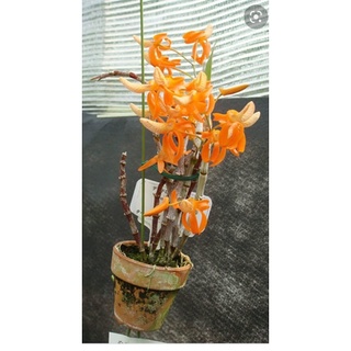 Hoa lan đơn cam cho Tết