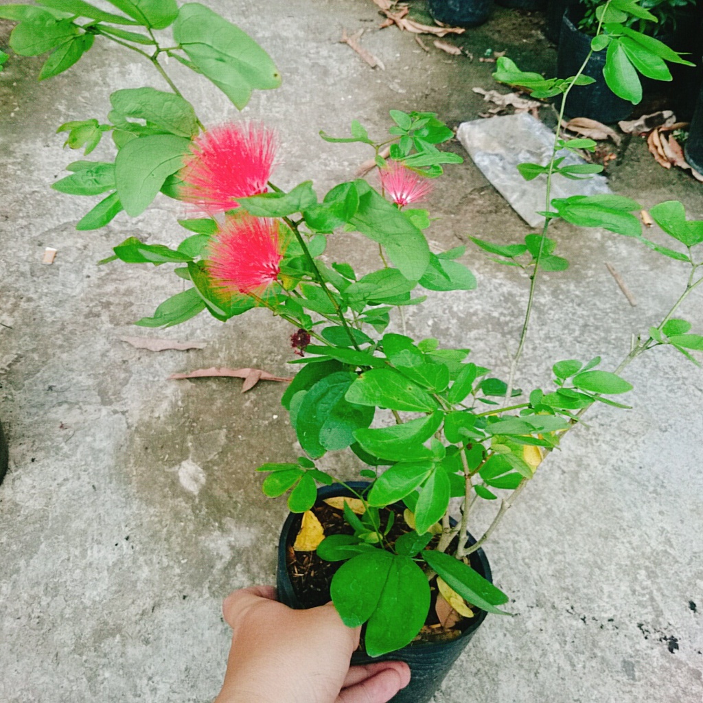 Cây Điệp Lào  - caykiengsadec