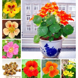 Hạt giống hoa sen cạn lùn mix màu  - 1 gói 15 hạt