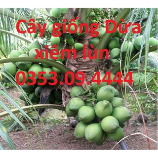 Cây giống Dừa Xiêm Lùn Chuẩn ĐH Nông Nghiệp 1