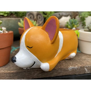 Chậu cây kute chậu đã gồm cây 100k