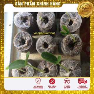 Bộ gói hạt giống Chùm ngây
