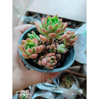 Sen đá thụ mini chỉ 55k
