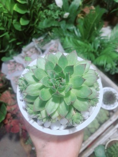Phật Bà Xanh Kèm Chậu Sứ