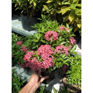 Cây hoa mẫu đơn Hồng/ Trang sen Hồng
