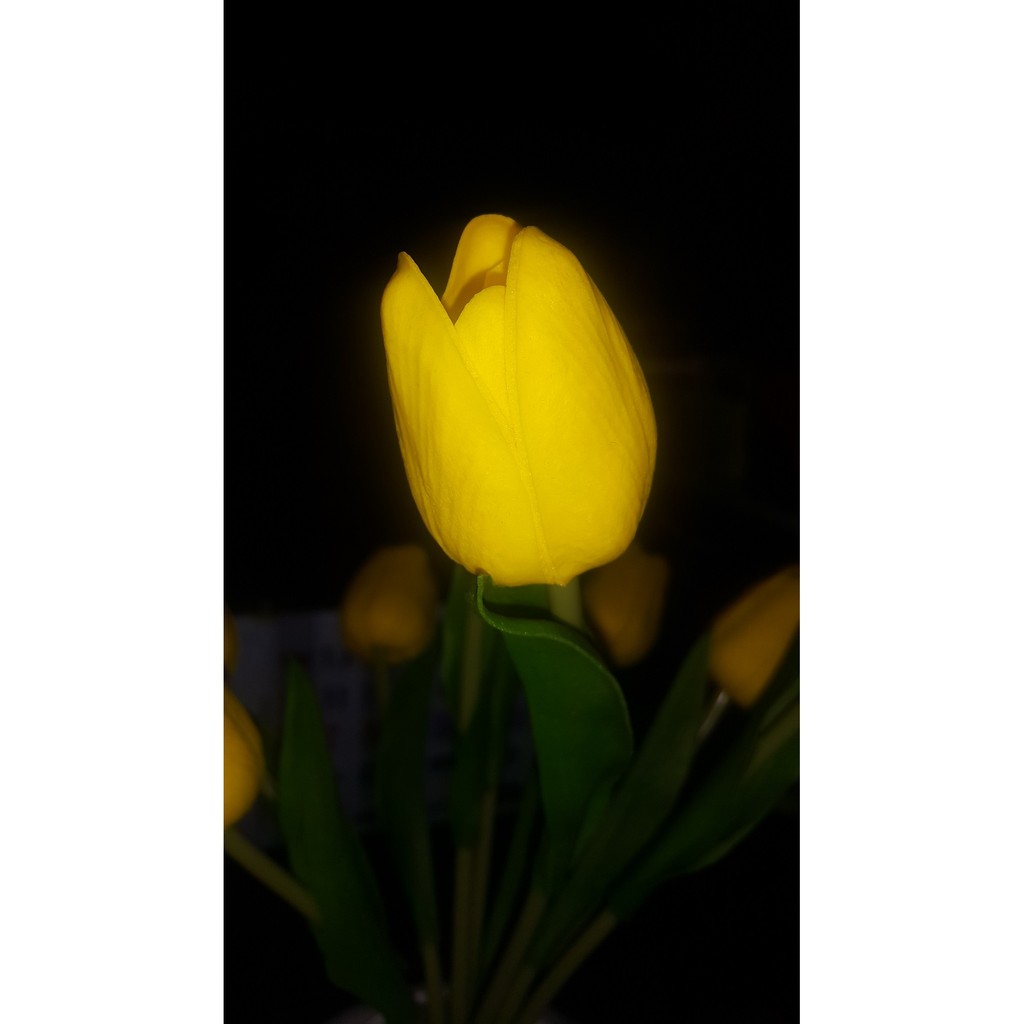 Chậu hoa Tulip có led