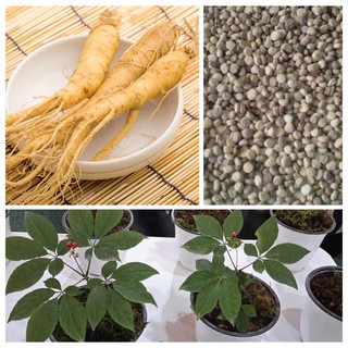 Hạt giống Nhân Sâm Hàn Quốc