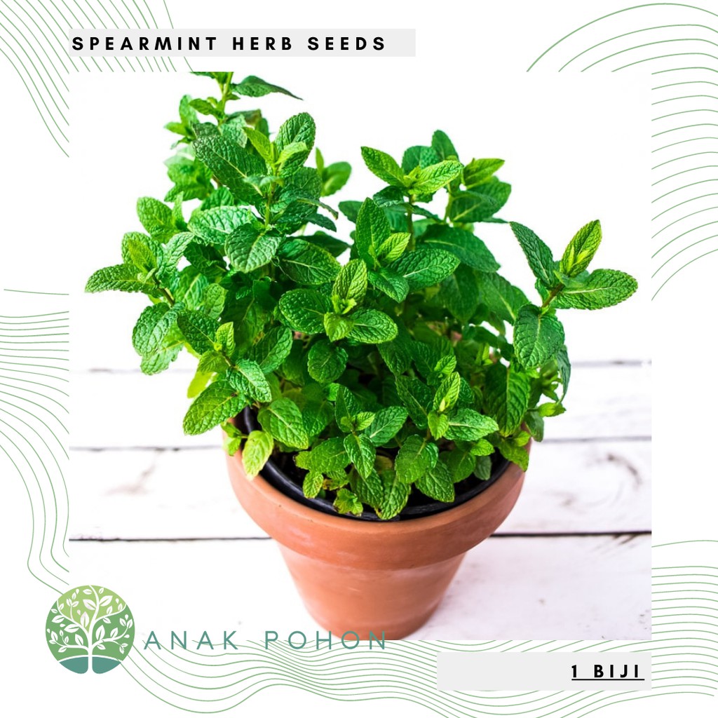 Hạt giống Bạc hà Spearmint (Mentha spicata) - NHẬP KHẨU 50h
