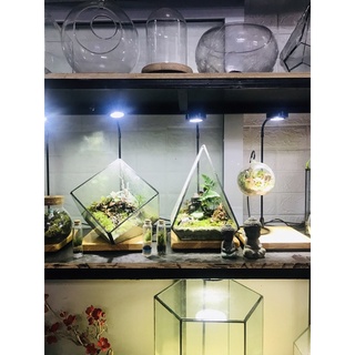 (Siêu rẻ) Đèn đế gỗ thuỷ sinh, tiểu cảnh mini