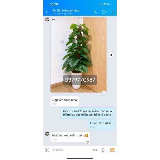 Cây Trầu Bà Cột Giả Cao 1M6 thân to, lá dày đẹp hàng loại 1, trang trí nhà cửa, quán cafe, nhà hàng