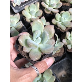Sen đá Sỏi Hồng lá dài
