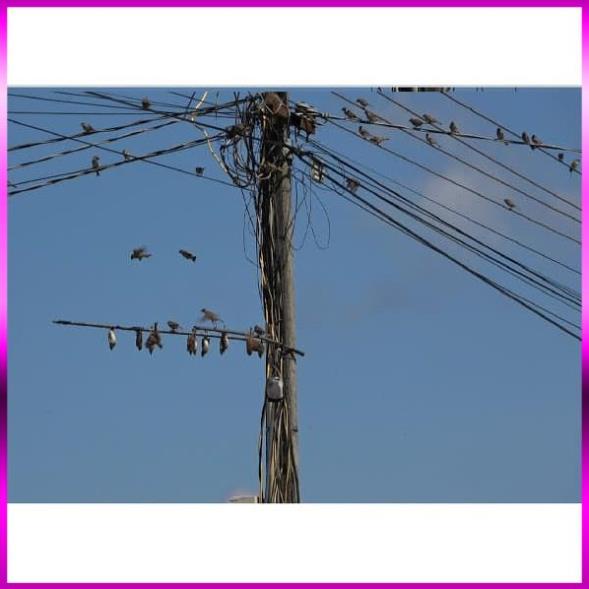 🐬 combo 5 Hũ Keo Bẫy Chim Sẻ_ Siêu Dính 🐬