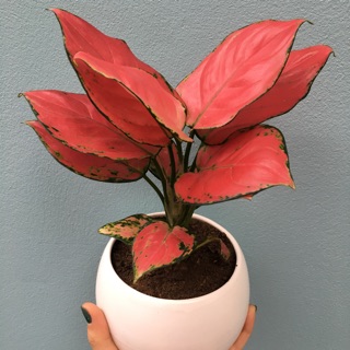 Cây vạn lộc