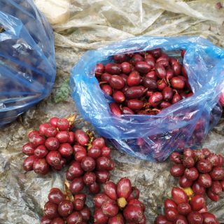 Quả thảo quả tươi 1kg.