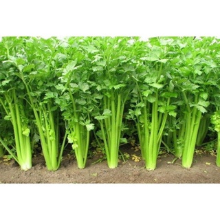 Hạt giống rau cần lá xanh - gói 10 gram