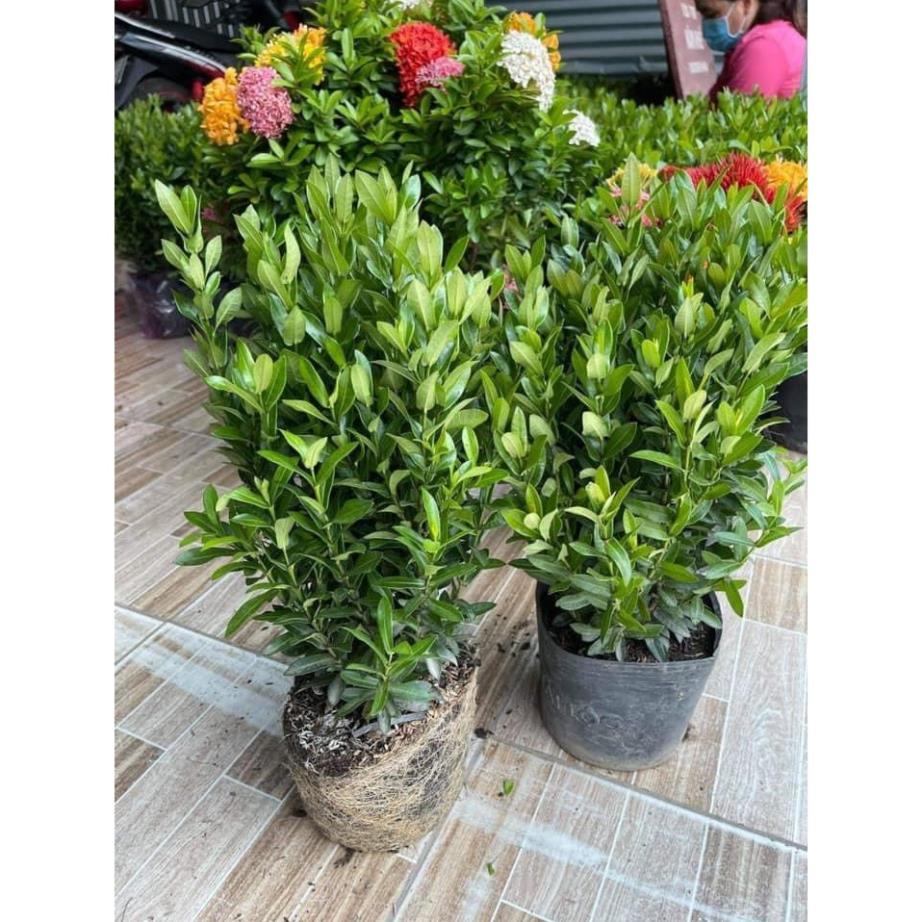 Cây Giống Hoa Mẫu Đơn Ngũ Sắc.