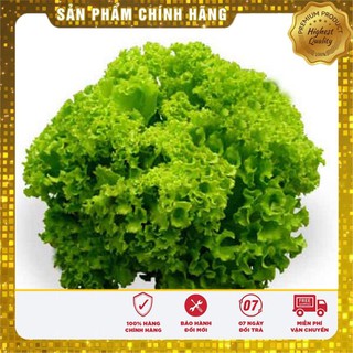3g hạt giống xà lách xoăn xanh vietseed