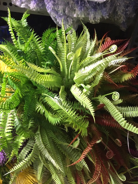 Cụm dương sỉ điểm,loại có vòi - HN