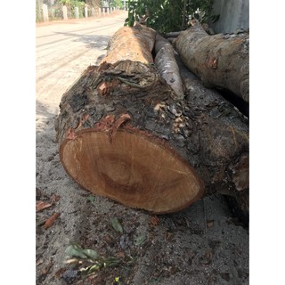 Gỗ cắt theo yêu cầu