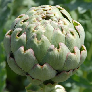 Hạt giống Atiso xanh Green Globe Artichoke