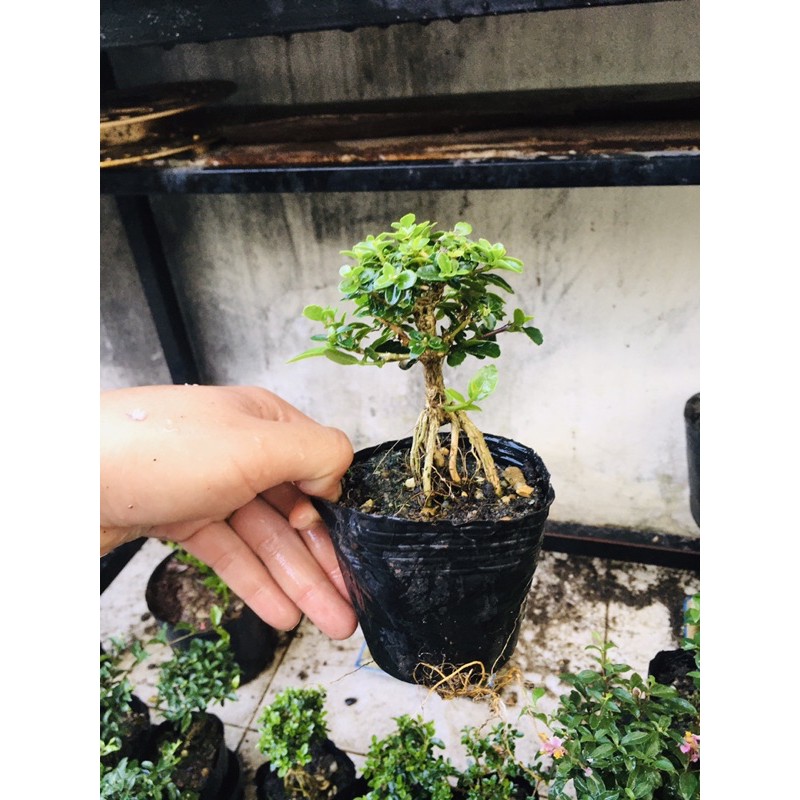 SAM HƯƠNG bonsai mini. set tiểu cảnh bán cạn, lên chậu mini.
