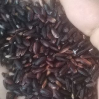 Sỉ toàn quốc giá rẻ gạo nếp cẩm gạo tím than 500g - 1kg