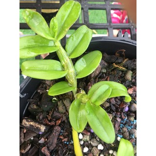 Ám cổ văn giang (kie 4-5cm)