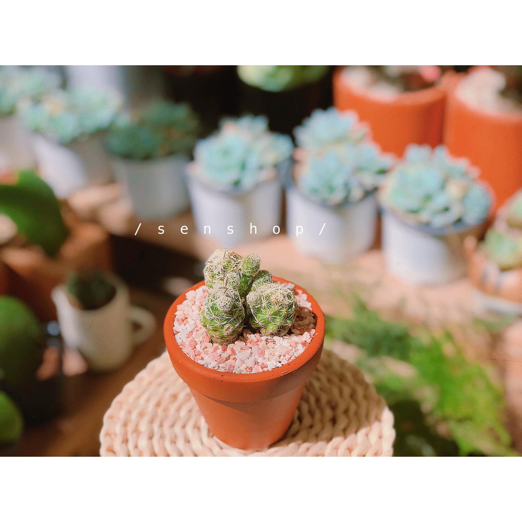 Chậu đất nung 7 cm