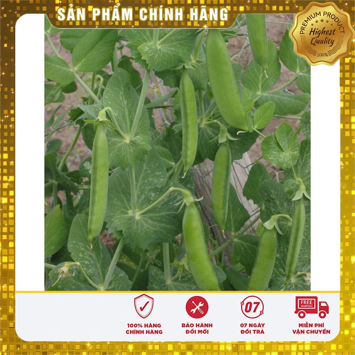 Hạt giống Đậu Hà Lan dễ trồng năng suất( 50gr)