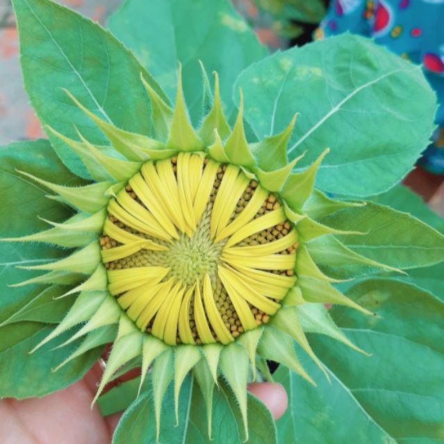 Hạt giống hướng dương