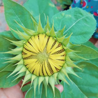 Hạt giống hướng dương