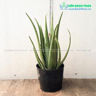 Cây nha đam trồng sân vườn